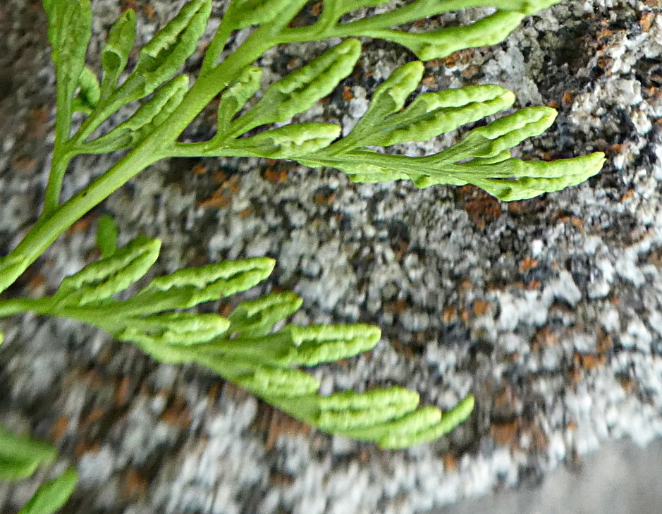 Cryptogramma crispa / Felcetta crespa